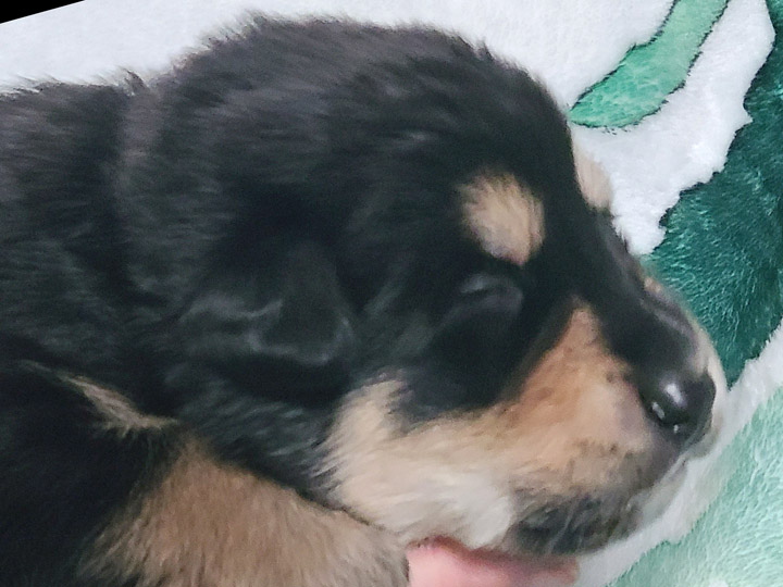 chinook puppy